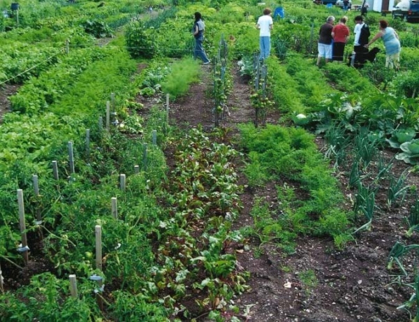 Jardin communautaire